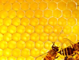 Сезон пчелиных сладостей,  или Как распознать правильный мёд